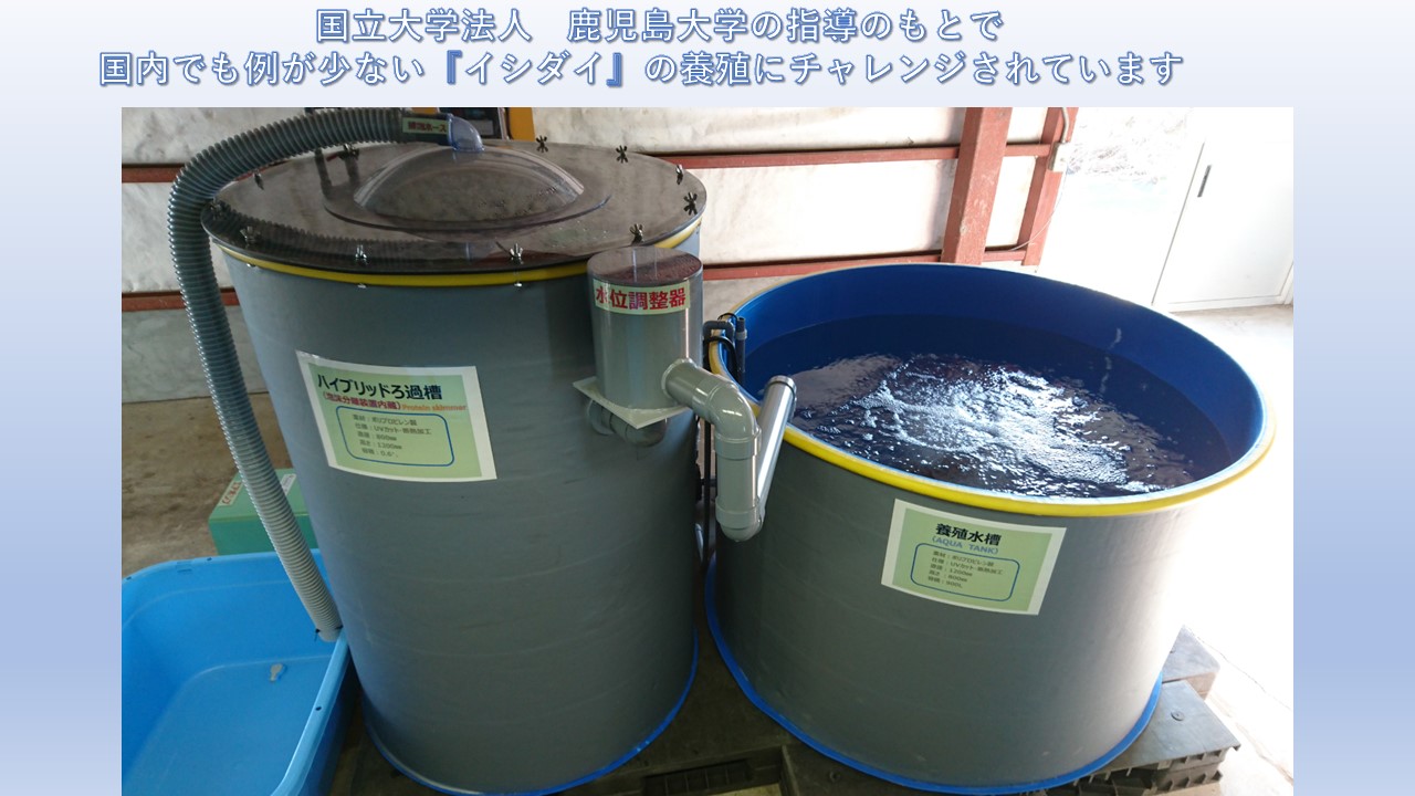 陸上養殖試験水槽「ONEパレット水槽」
