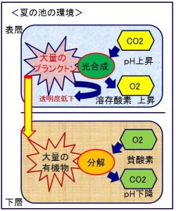 夏季の水池環境にご注意！