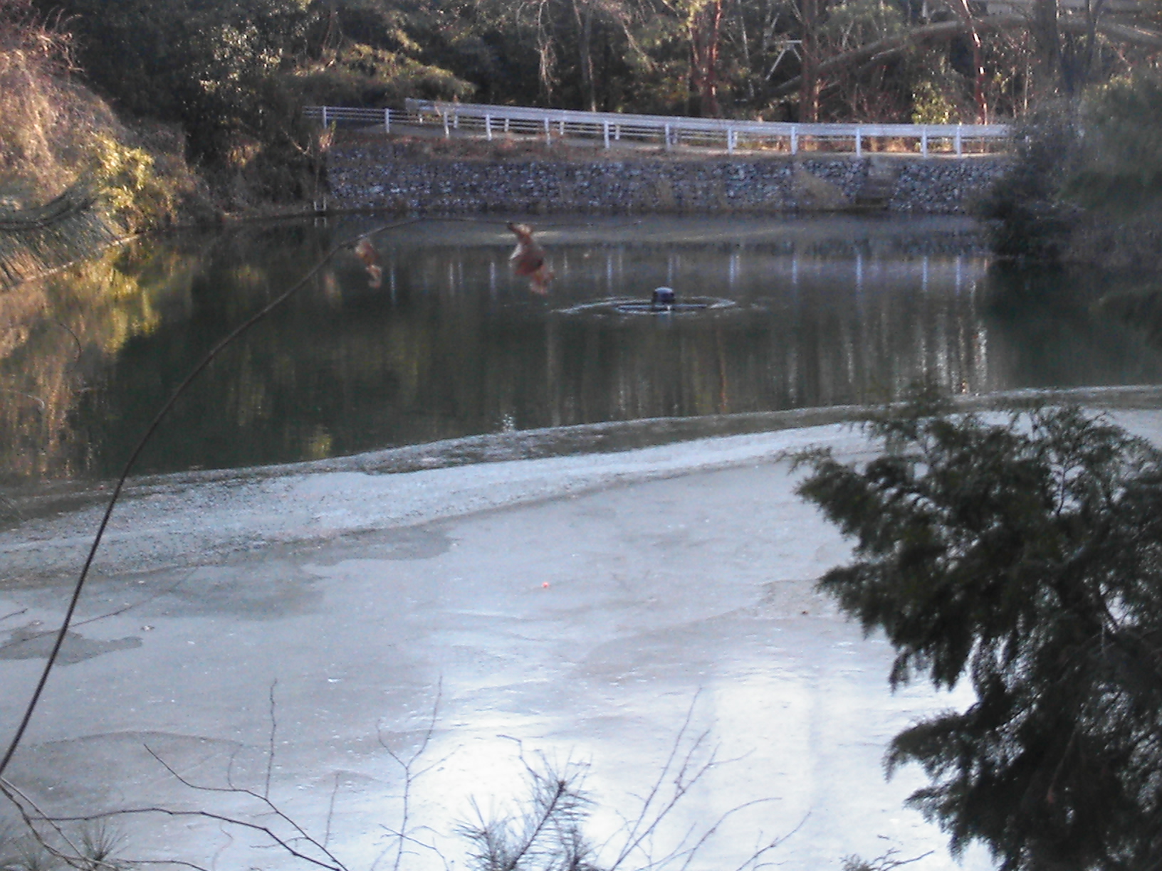 冬場の池の結氷対策にリプルが活躍しています！