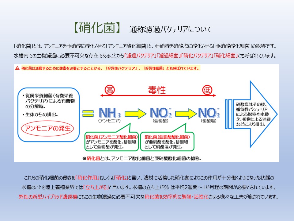 濾過槽内の硝化作用について（基礎知識）